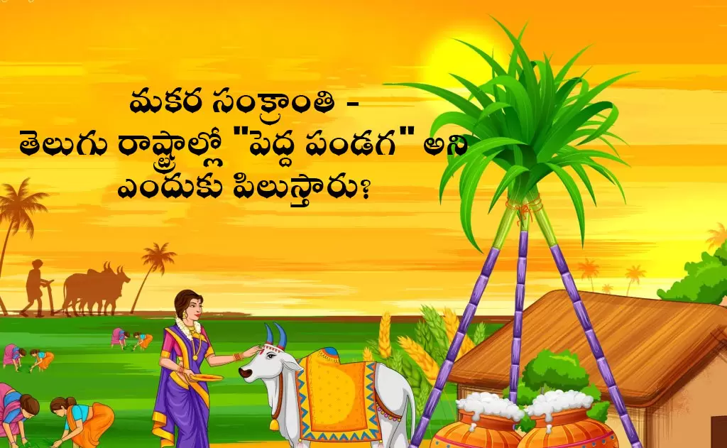 మకర సంక్రాంతి - తెలుగు రాష్ట్రాల్లో "పెద్ద పండగ" అని ఎందుకు పిలుస్తారు? — పండుగలు